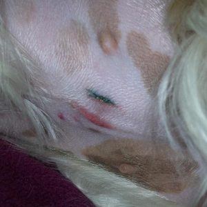 A female spayed dog with slight redness at incision site.