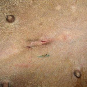 A female spayed day with an incision where the edges have moved.
