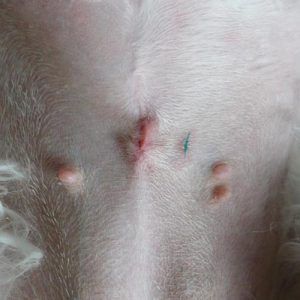 A female spayed dog where the incision edges has moved causing an overlap.