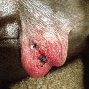 A male neutered dog with reddening and bleeding