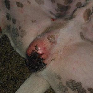 A male neutered dog with a reddened scrotum
