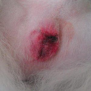 A male neutered dog with redness at the surgical site