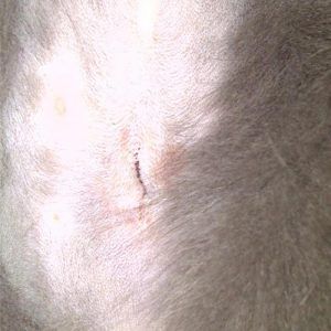 Female spayed cat on her first day of recovery