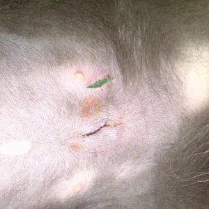 Female spayed cat on her second day of recovery