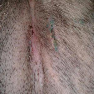Brown, female spayed dog on her third day of recovery