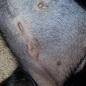 Black, female spayed dog on her second day of recovery