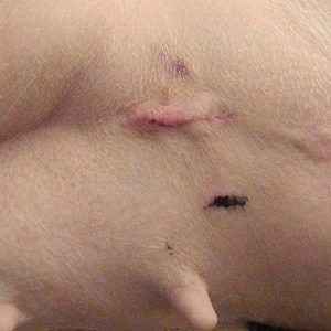 White, female spayed dog on her third day after surgery