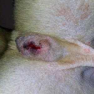 A male neutered dog with slight gapping of incision spot