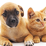 An orange cat laying with a beagle