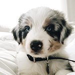 A blue merle australian shepherd