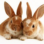 Two orange rabbits laying down together