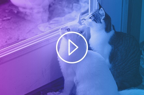 A video still with a play button indicating this is a video for cat postoperative care