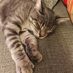 A brown tabby cat laying on a couch