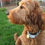 A golden doodle sitting on grass outside looking to the left