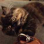 A medium haired cat laying on its side, playing with keys