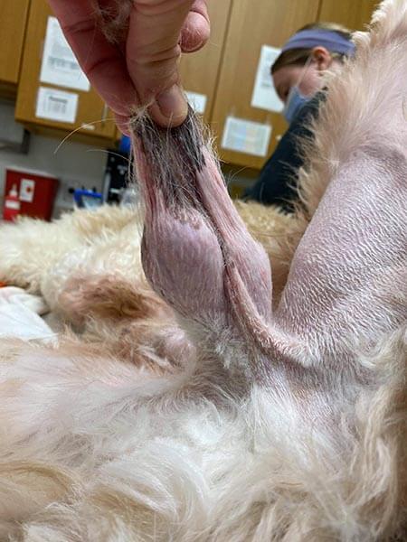 dog testicles