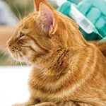 Small orange cat laying down