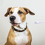 Brown dog getting his teeth brushed