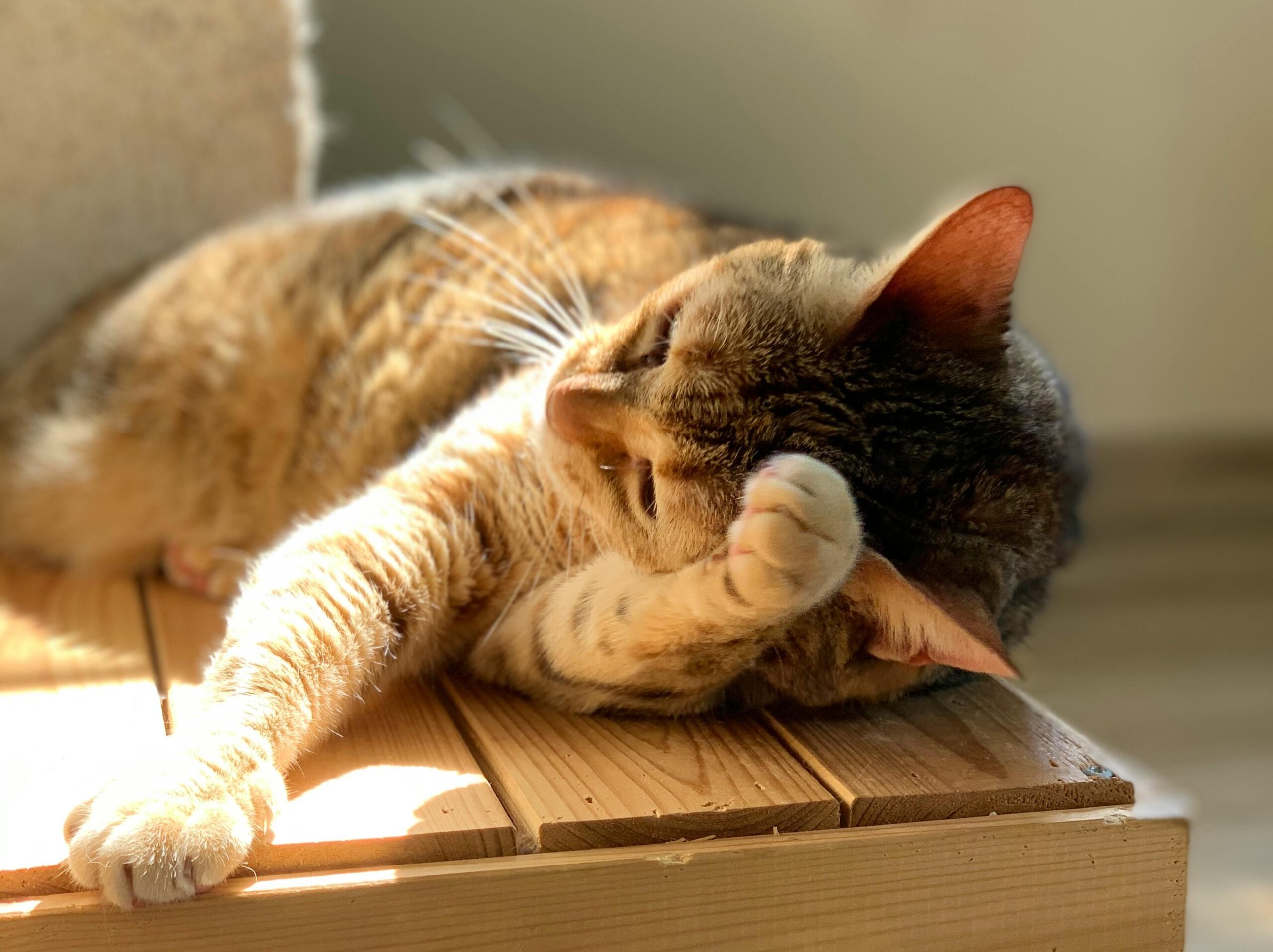 tabby cat lying on wooden planks